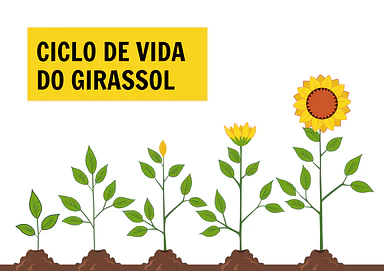 Atividade do ciclo de vida do girassol para 1º Ano, 2º Ano, 3º Ano de Plantas, Ciências, Ciclos de vida - Material educaci...